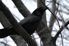 Attēlu rezultāti vaicājumam “Corvus corax adult”