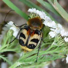 Attēlu rezultāti vaicājumam “Trichius fasciatus imago”