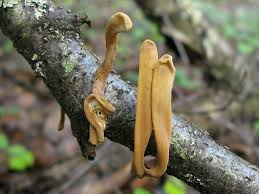 Attēlu rezultāti vaicājumam “Macrotyphula fistulosa var. contorta”