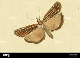 Attēlu rezultāti vaicājumam “Catoptria fulgidella”