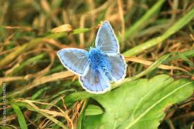 Attēlu rezultāti vaicājumam “Polyommatinae”