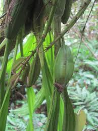 Attēlu rezultāti vaicājumam “Orchidaceae”