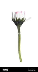 Attēlu rezultāti vaicājumam “Bellis perennis bud”