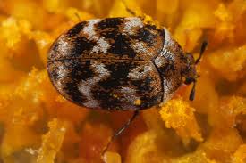 Attēlu rezultāti vaicājumam “Anthrenus verbasci”