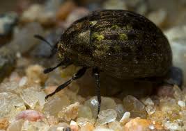 Attēlu rezultāti vaicājumam “Cytilus sericeus”