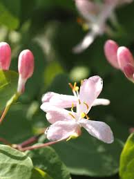 Attēlu rezultāti vaicājumam “Lonicera xylosteum flower”