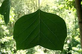 Attēlu rezultāti vaicājumam “Liriodendron tulipifera leaf”