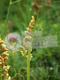 Attēlu rezultāti vaicājumam “Botrychium lunaria”