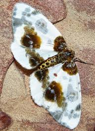 Attēlu rezultāti vaicājumam “Abraxas sylvata”