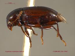 Attēlu rezultāti vaicājumam “Scaphisoma sp.”