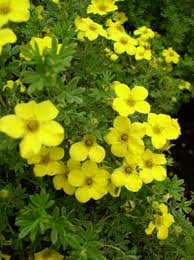 Attēlu rezultāti vaicājumam “Potentilla”