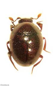 Attēlu rezultāti vaicājumam “Hypocaccus rugiceps”