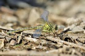 Attēlu rezultāti vaicājumam “Gomphus flavipes”