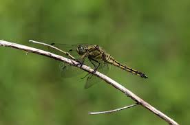 Attēlu rezultāti vaicājumam “Orthetrum cancellatum”