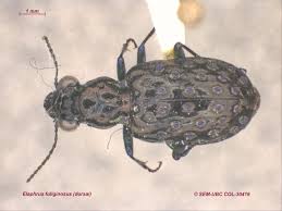 Attēlu rezultāti vaicājumam “Elaphrus cupreus”