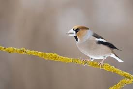 Attēlu rezultāti vaicājumam “Coccothraustes coccothraustes”