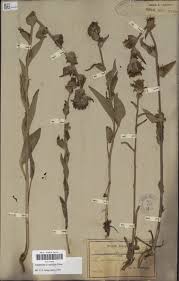 Image result for Campanula moesiaca