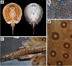 Image result for Styracura pacifica