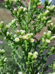 Attēlu rezultāti vaicājumam “Erigeron canadensis”