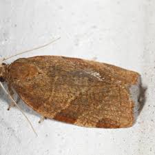 Attēlu rezultāti vaicājumam “Pandemis cinnamomeana”