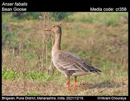 Image result for Anser fabalis