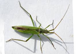 Attēlu rezultāti vaicājumam “Dienerella elongata”