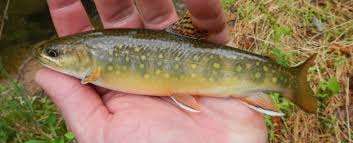 Image result for Salvelinus fontinalis