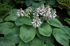 Image result for Hosta sieboldiana 'Elegans'