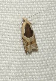 Attēlu rezultāti vaicājumam “Ancylis myrtillana”