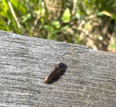 Attēlu rezultāti vaicājumam “Dalopius marginatus”