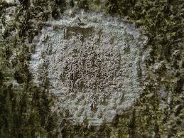 Attēlu rezultāti vaicājumam “Lecanora carpinea”