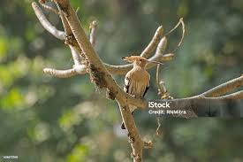 Image result for hoepoe