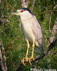 Attēlu rezultāti vaicājumam “Nycticorax nycticorax adult”
