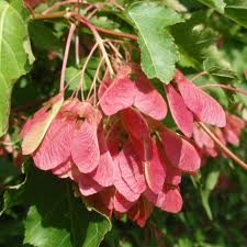 Attēlu rezultāti vaicājumam “Acer tataricum”