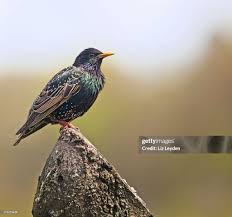 Attēlu rezultāti vaicājumam “Sturnus vulgaris”