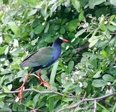 Image result for Porphyrio alleni