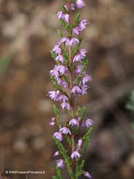 Attēlu rezultāti vaicājumam “Calluna vulgaris flower”
