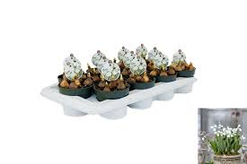 Attēlu rezultāti vaicājumam “Galanthus nivalis fruit”