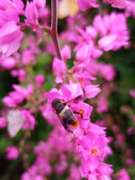 Image result for pheega