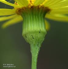 Attēlu rezultāti vaicājumam “Senecio vernalis bud”