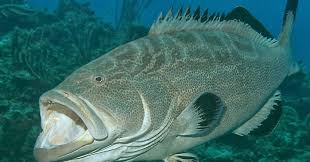 Image result for Mycteroperca interstitialis