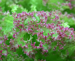 Attēlu rezultāti vaicājumam “Lactuca sativa flower”