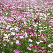 Image result for Cosmos bipinnatus