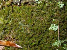 Attēlu rezultāti vaicājumam “Tritomaria exsectiformis”