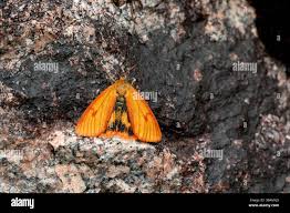 Attēlu rezultāti vaicājumam “Diacrisia sannio female”