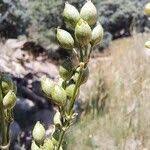 Attēlu rezultāti vaicājumam “Silene otites fruit”