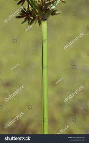 Attēlu rezultāti vaicājumam “Cyperus fuscus fruit”