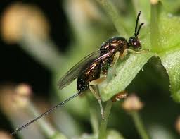 Attēlu rezultāti vaicājumam “Torymidae”