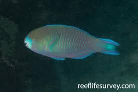 Image result for Scarus zelindae