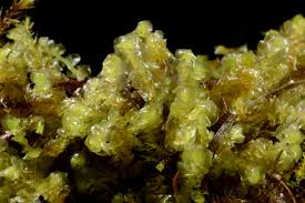 Attēlu rezultāti vaicājumam “Scapania apiculata”